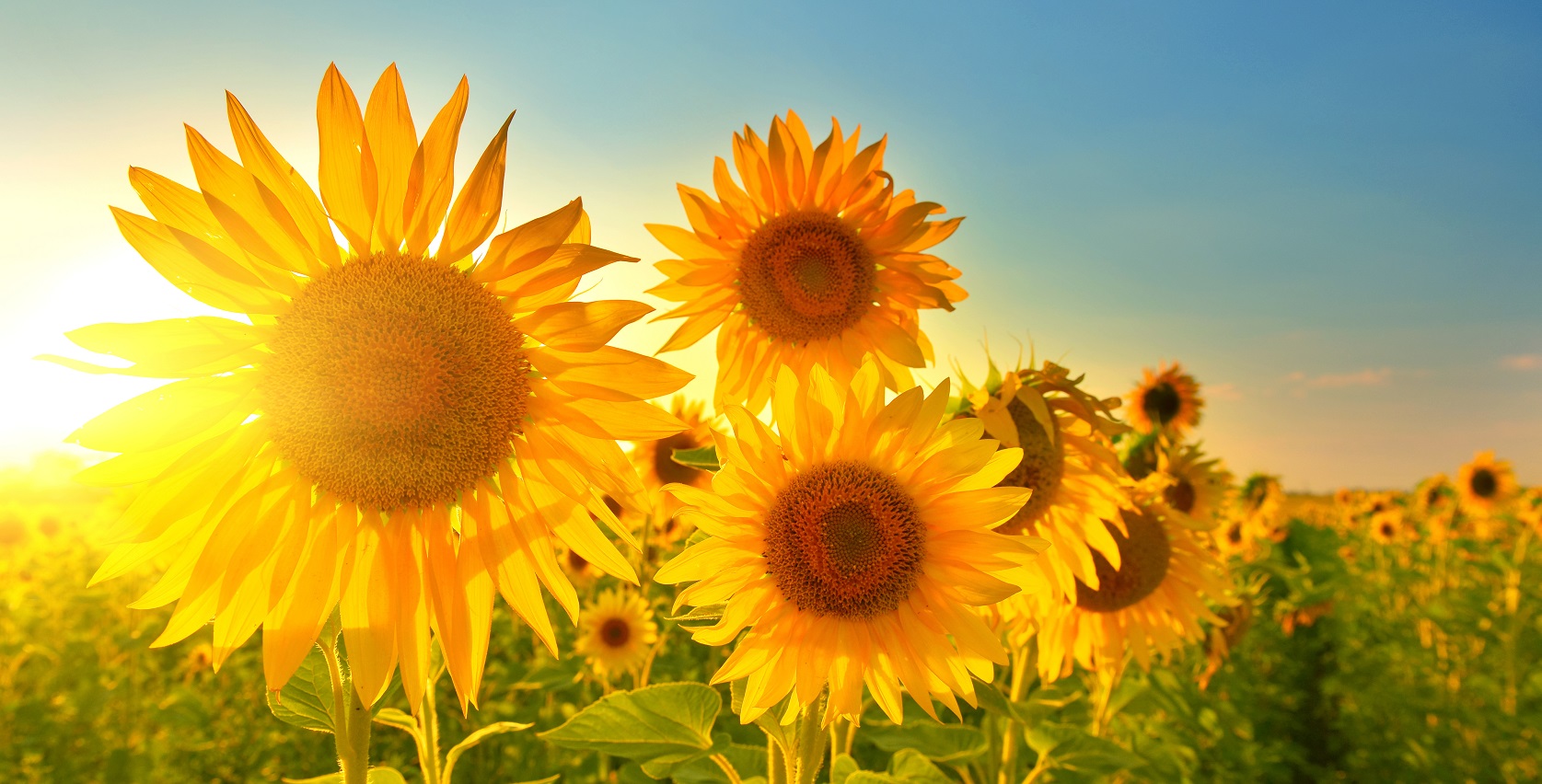 Sonnenblumen Consilium