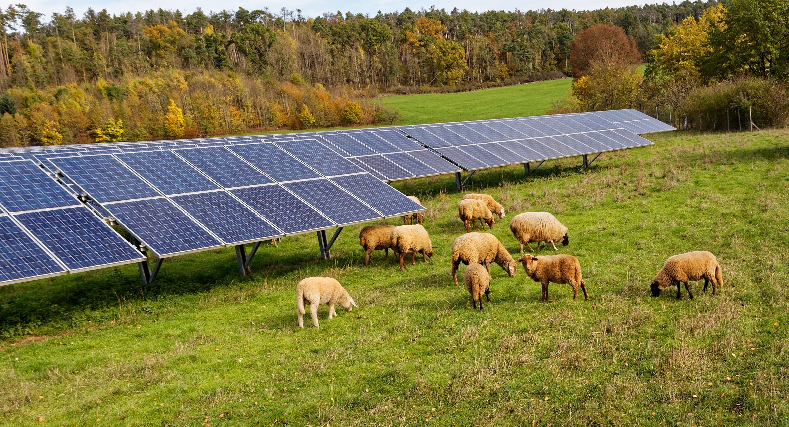 Schafbeweidung Solarkraftwerk Consilium