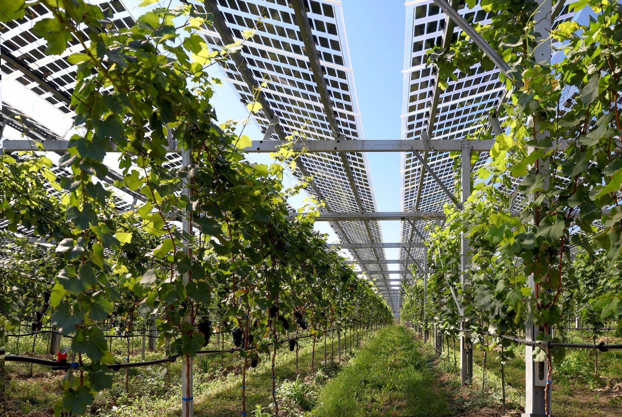 Agri-PV